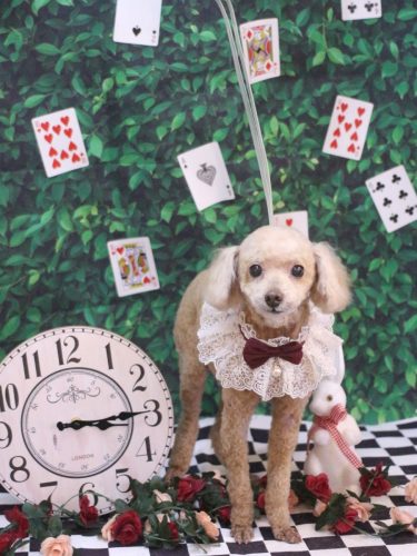 20250425バズくん